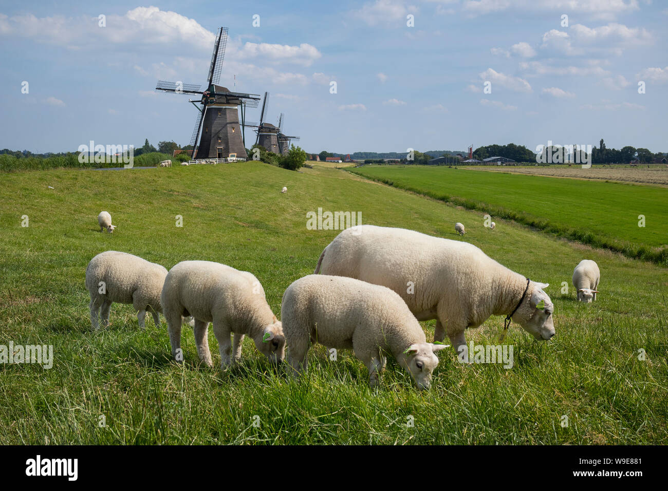 Leidschendam, Niederlande - 24 Juni 2019: Molendriegang, drei Windmühlen, in der Gegend von Leidschendam mit Schaf im Vordergrund. Stockfoto