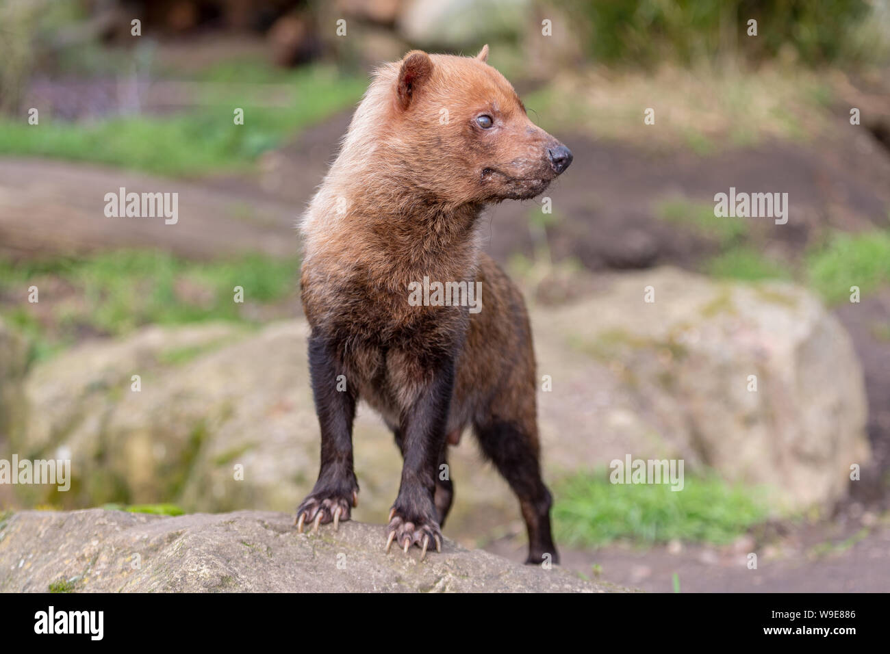 Speothos venaticus Bush Hund solitären canid carnivore Körper Kopf Ausdruck Stockfoto