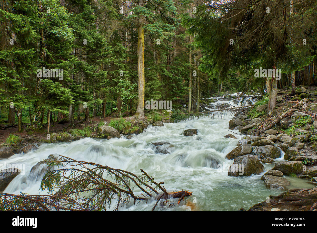 Ein Fluss mit Swift schäumende Wasser in einem Pinienwald. Ullu-Murudzhu, Nord Kaukasus, Russland Stockfoto