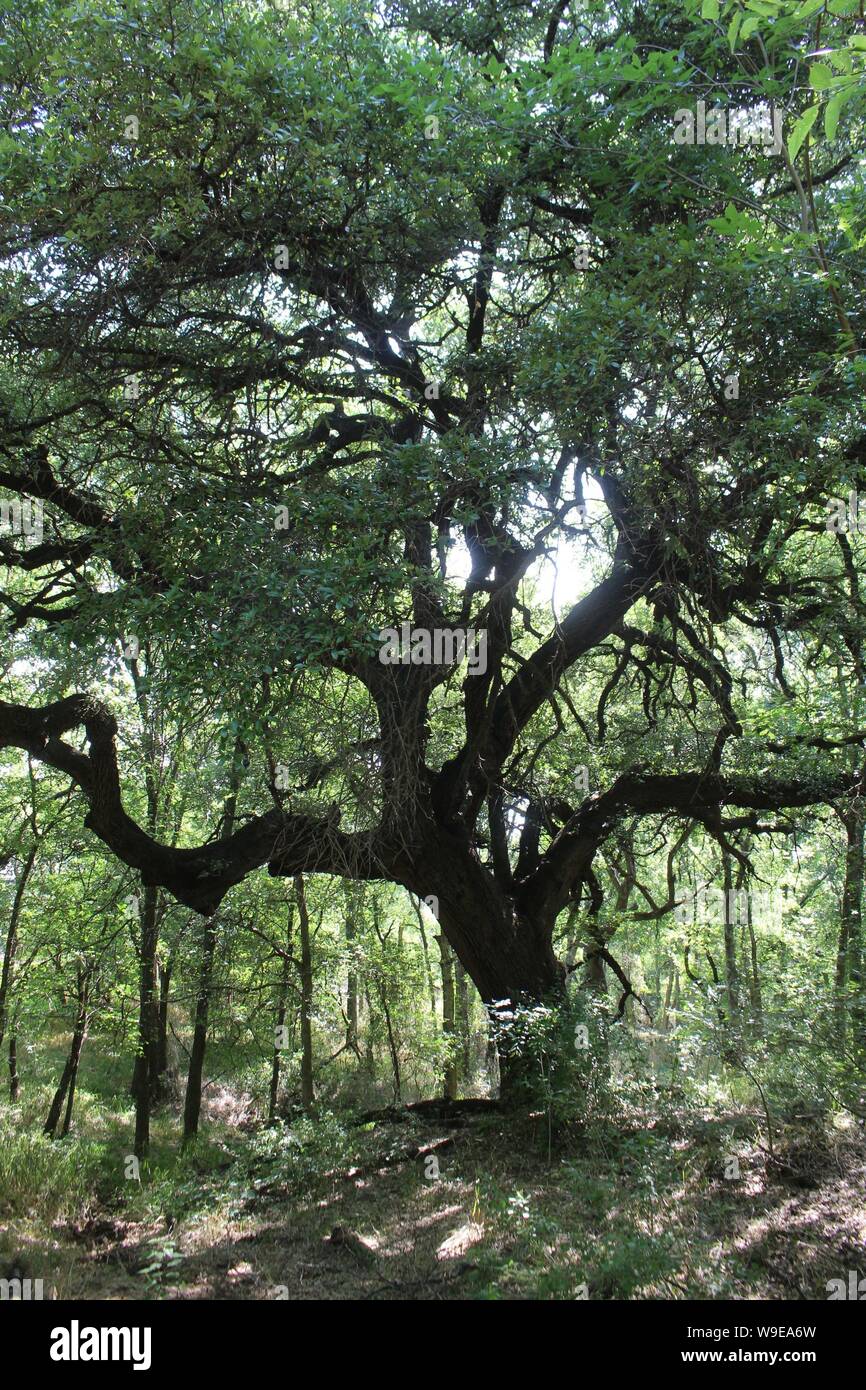 Baum in Waco Texas Stockfoto