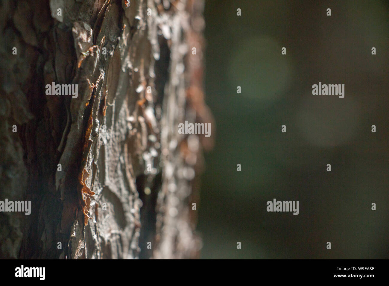 Close-up Detail der Rinde in Wäldern um Riquewihr, Frankreich Stockfoto