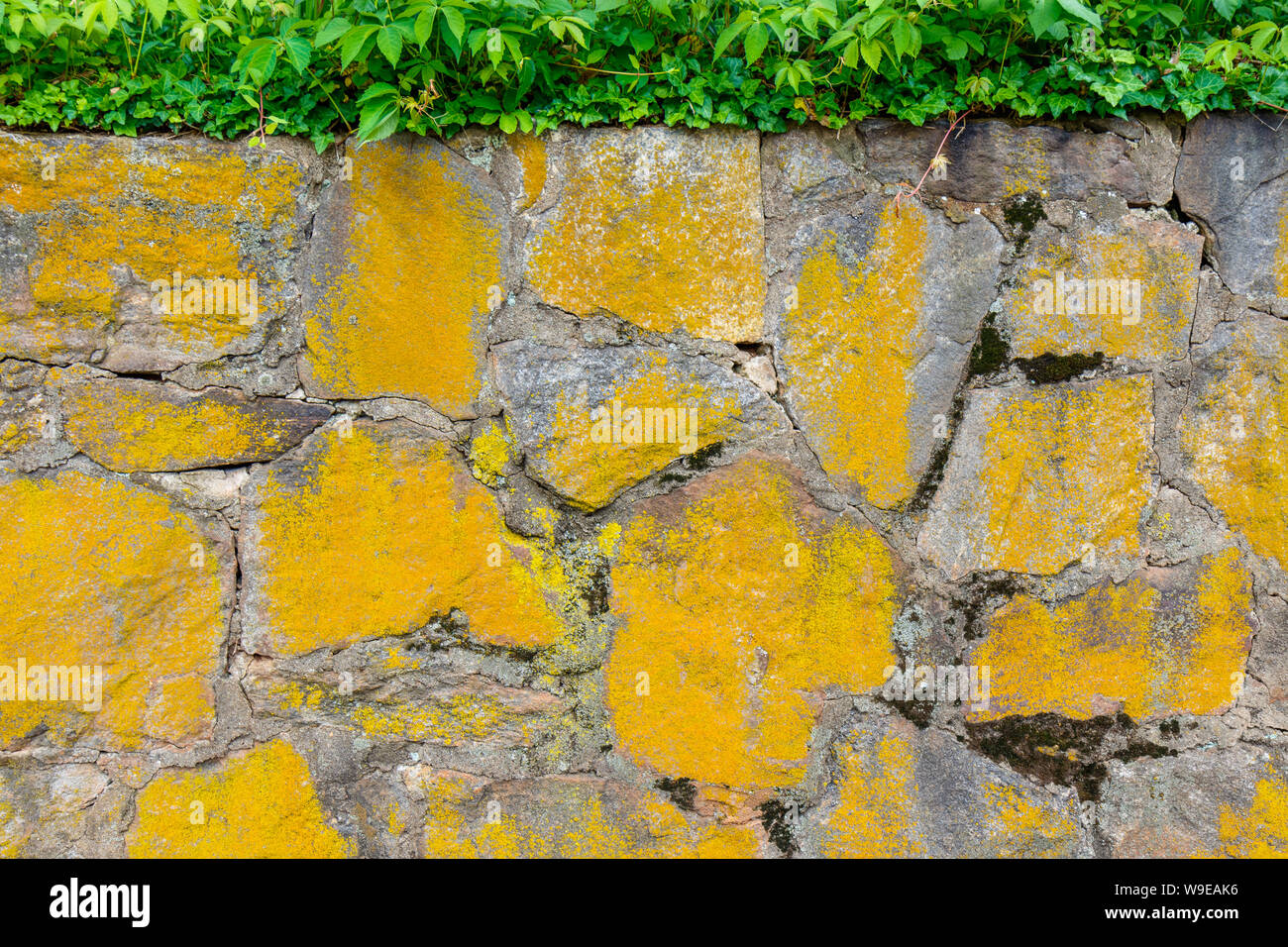 Alte gelb lackiert Steinmauer mit Efeu für den Hintergrund. Stockfoto