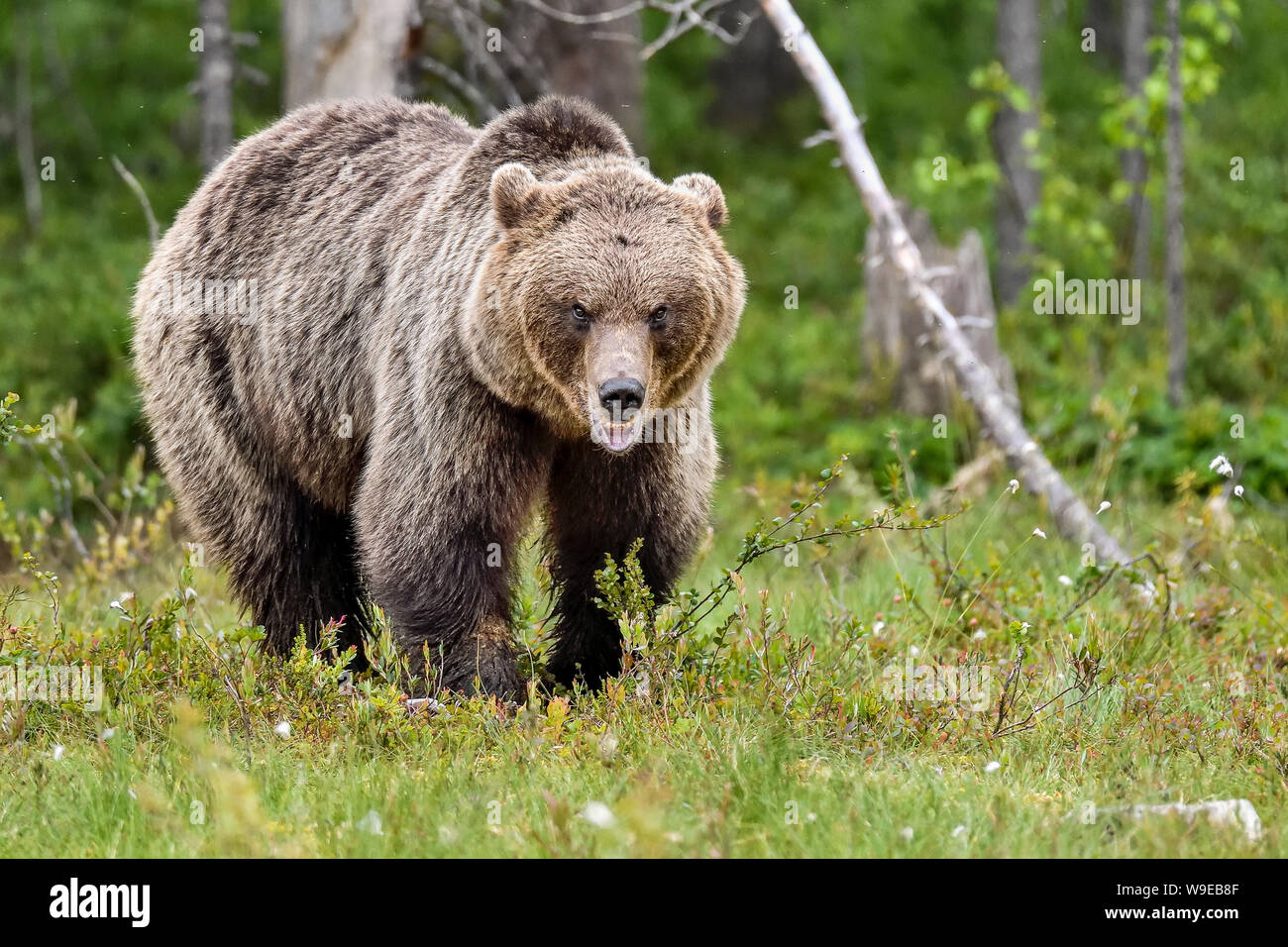 Brauner Bär sieht ein bisschen aggressiv, aber nur, um seine Mitmenschen trägt kommunizieren, dass er 'auf der Spitze der Hierarchie". Stockfoto