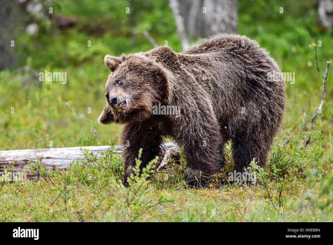Brauner Bär hat einige allgemeine Ordnung und Sauberkeit durch Abspülen alle Wasser und Staub aus dem Fell. Stockfoto