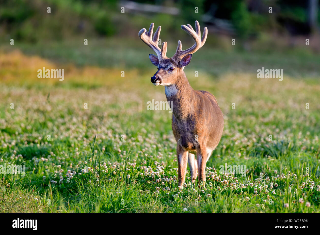 Weißwedelhirsche buck Suche Regal. Stockfoto