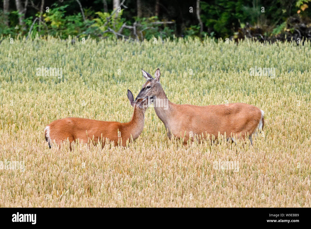 Die Mutter und die Tochter begrüßen sich auf ein Weizenfeld. Stockfoto