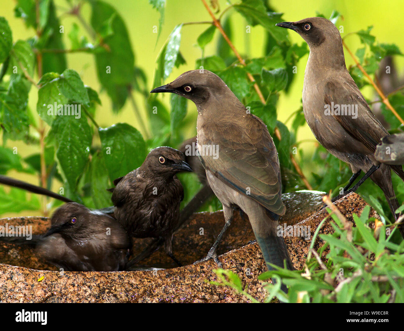 Die Ashy Starling ist endemisch in das Zentrum von Tansania, wo es einen gemeinsamen und guarrelous Vogel der Savanne und Akazien Wälder. Sie bleiben im erweiterten Famil Stockfoto