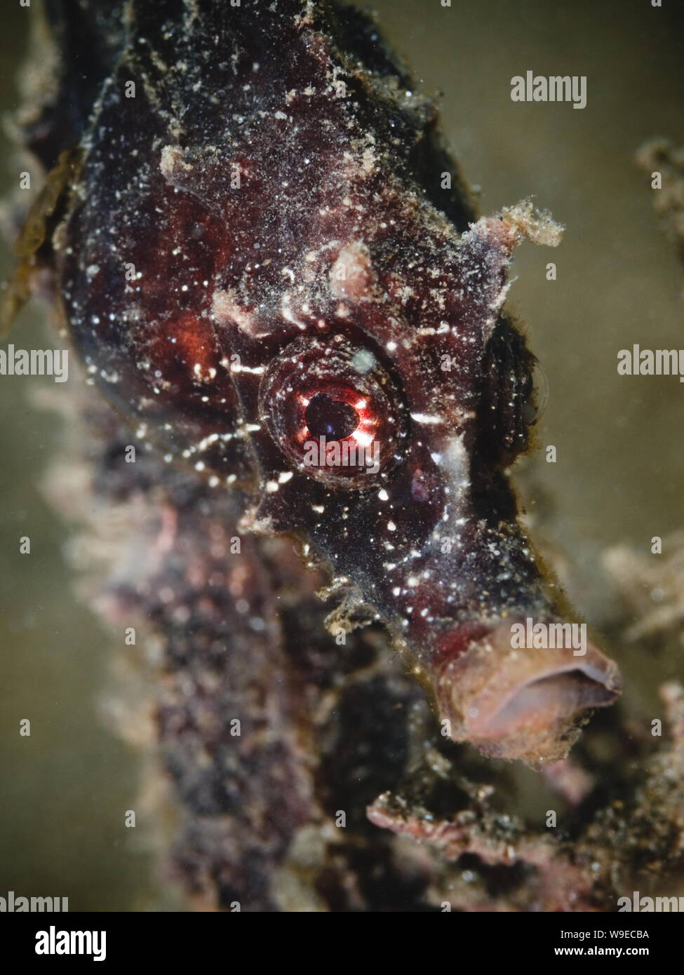 Nahaufnahme eines kurzen snouted Seepferdchen (Hippocampus Hippocampus) Stockfoto