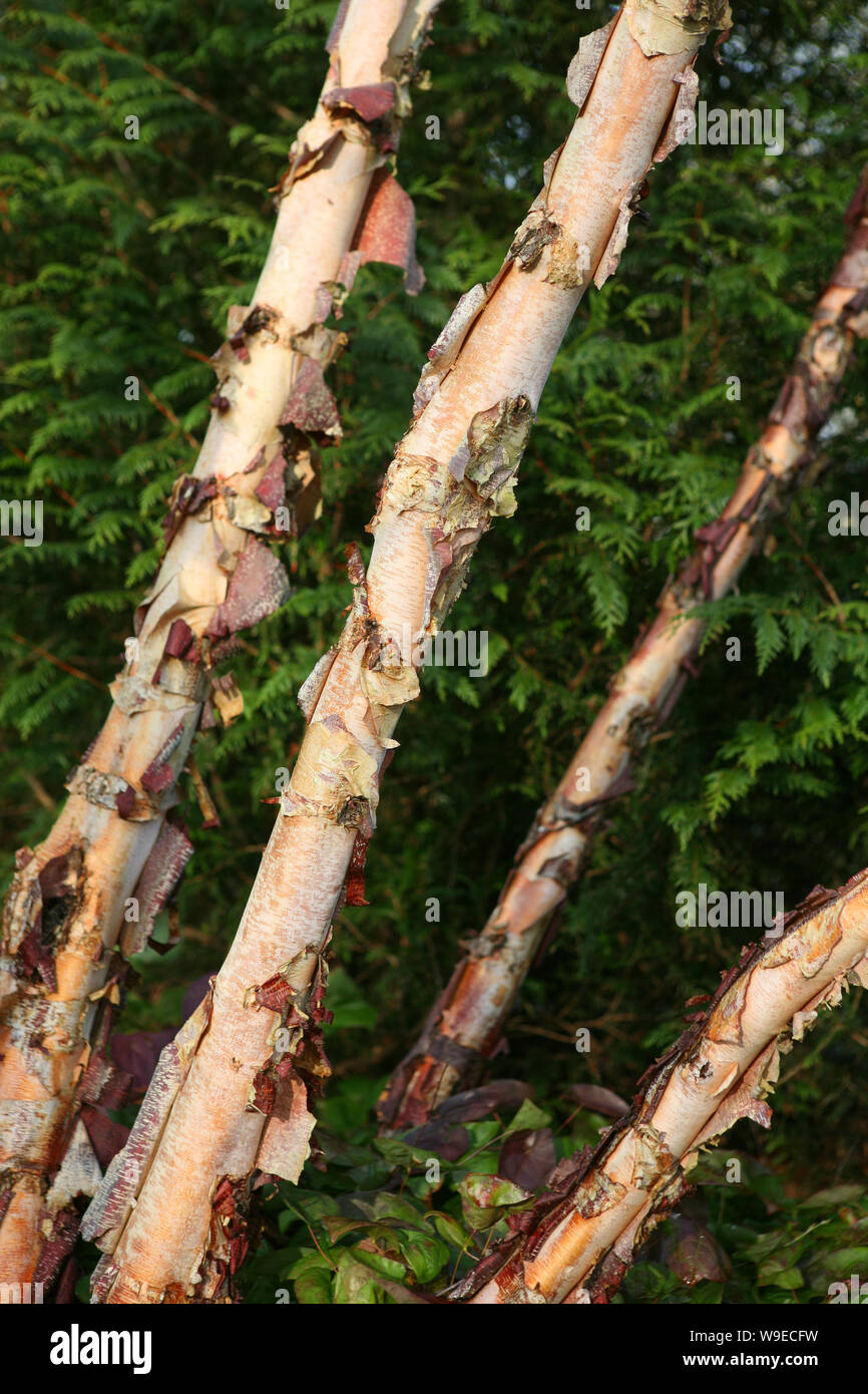 Fluss Birke (Betula nigra) Baumstämme bilden ein Muster in Mottisfont Abbey Wintergarten, Romsey, Hampshire, Großbritannien Stockfoto