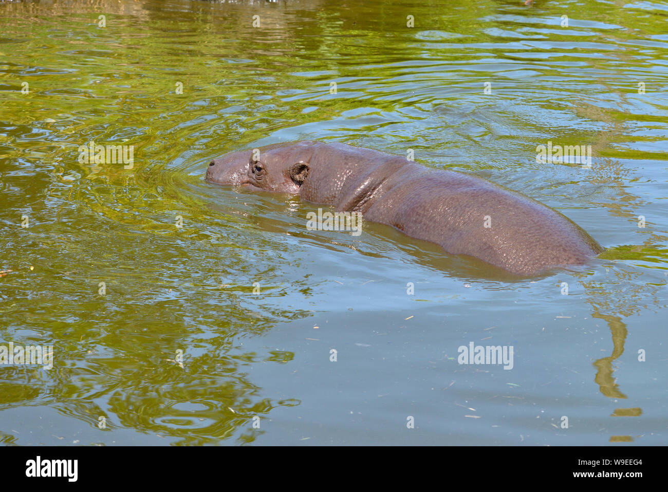 Zwergflusspferd (Choeropsis liberiensis oder Hexaprotodon liberiensis) in Wasser Stockfoto