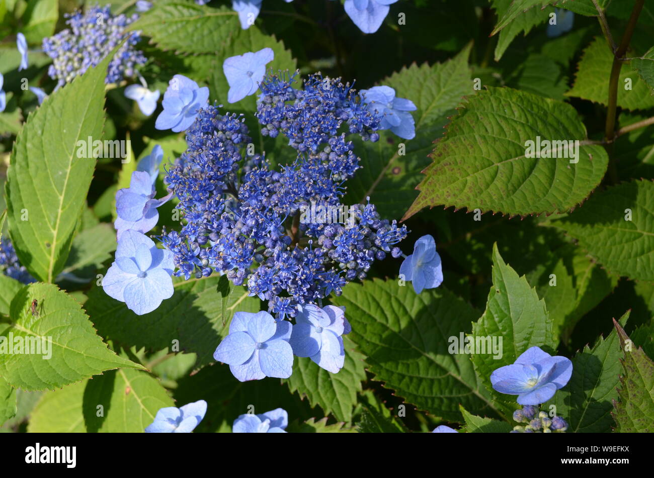 Sommer in Nova Scotia: Nahaufnahme von Blue Lacecap Hortensienblüten Stockfoto