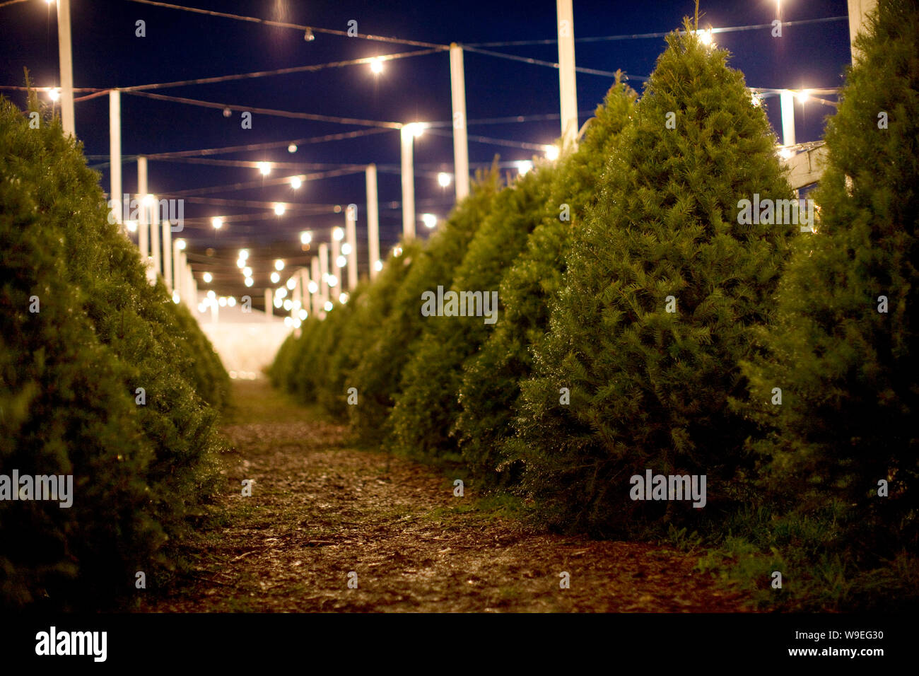 Beleuchtete Weihnachtsbaum Farm in der Nacht. Stockfoto
