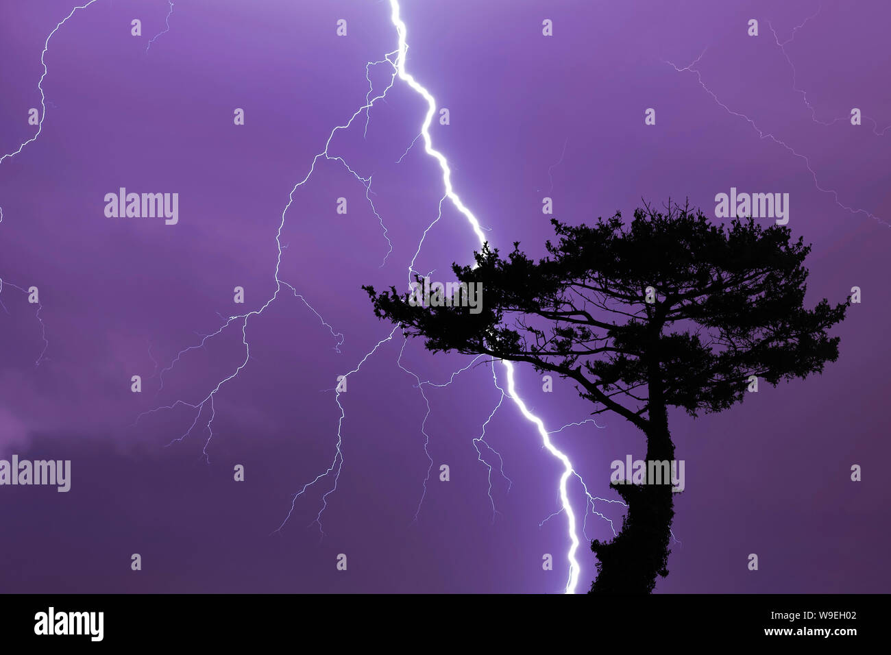 Baum und Blitz und Sturm, Blitz und Gewitter in der Nacht Stockfoto