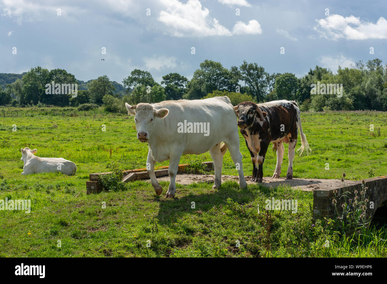 Weiße und braune Kühe auf einer kleinen Brücke in einem Bereich, in Hampshire, Großbritannien Stockfoto