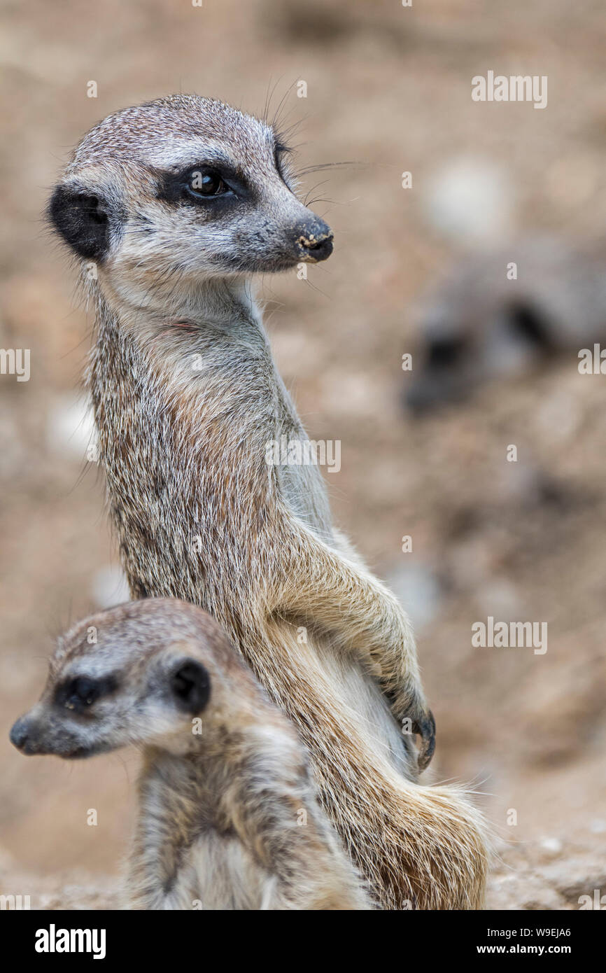 Sentry meerkat mit jugendlicher Erdmännchen (Suricata suricatta) aufrecht und um suchen, die in den Wüsten des südlichen Afrika Stockfoto