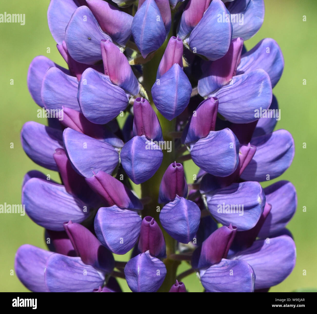 Lupine, Lupinus angustifolius, this Blume kommt haeufig wild auf Wiesen und im Wald vor und hat schoene blaue Blueten. Sie gehoert zu de Heilpflanze Stockfoto
