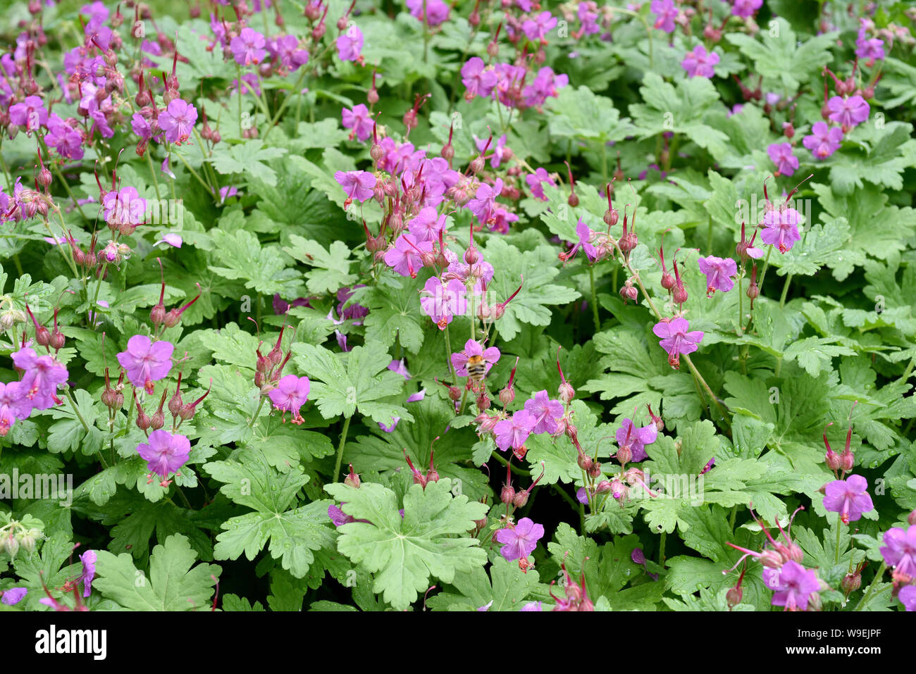 Balkan-Storchschnabel, Geranium macrorrhizum ist ein Storchschnabelgewaechs mit schoenen Blueten lilarosa. Sie ist tot und wird eine Blattschmuckstaude Stockfoto