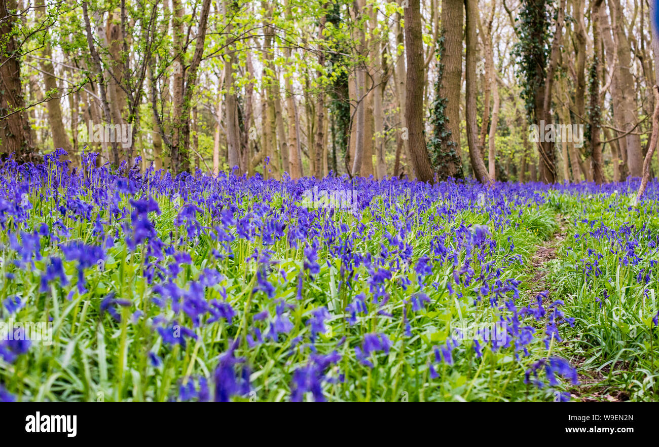Wunderschöner Teppich mit Bleuglocken in einem englischen Wald mit Laubbäumen Stockfoto