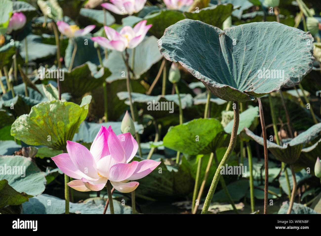 Heilige Lotusblumen (Nelumbo nucifera) blühen in einem Teich im ländlichen Kambodscha, Südostasien Stockfoto