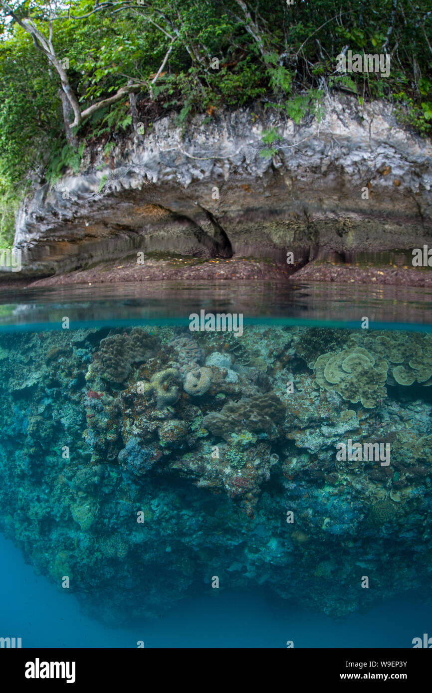 Schöne Korallen gedeihen unter den Rock Islands in Palau's ruhige Lagune. Diese Mikronesischen Inselgruppe ist für seine unglaubliche Artenvielfalt des Meeres bekannt. Stockfoto