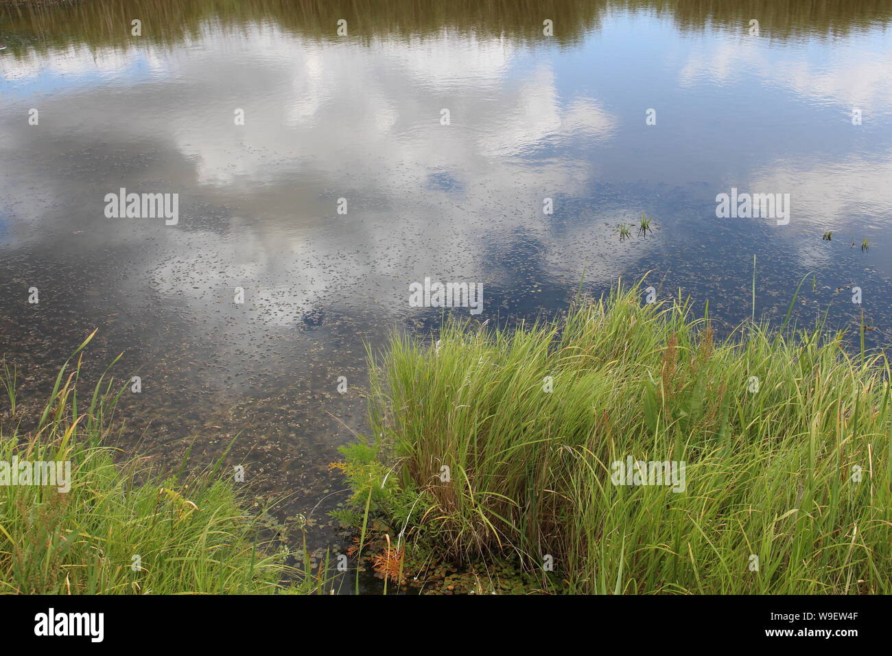 Biebrzański Park Narodowy, Biebrza Sümpfe, Wasser Stockfoto