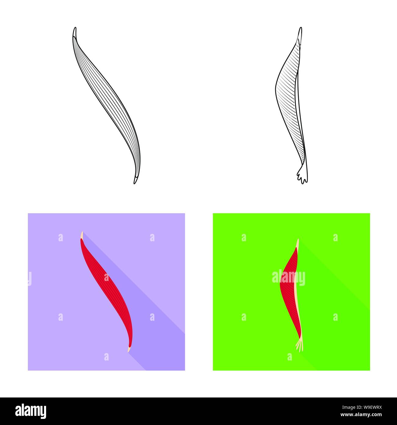 Isoliertes Objekt der Faser und muskulös Logo. Satz von Faser- und Körper Symbol für das Web. Stock Vektor