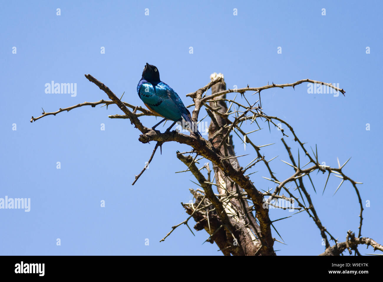 Ausgezeichnete Starling (lamprotornis Superbus) auf Ast sitzend, Lake Naivasha, Kenia Stockfoto