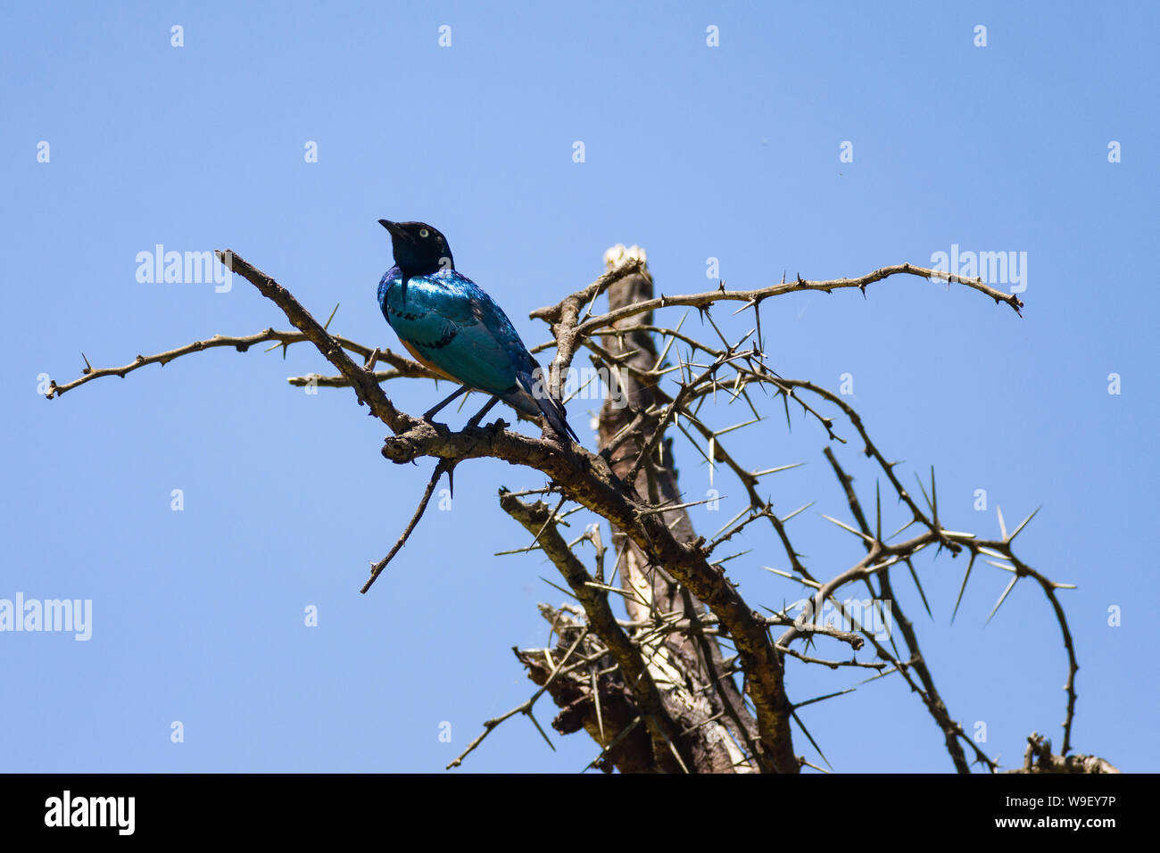 Ausgezeichnete Starling (lamprotornis Superbus) auf Ast sitzend, Lake Naivasha, Kenia Stockfoto