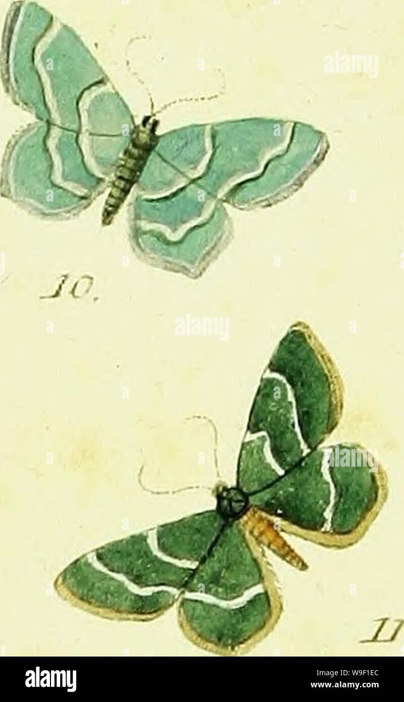 Archiv Bild von Seite 8 von Hübners Geometer [elektronische Ressource] (1798). HuÌbner der Geometer [elektronische Ressource] Cubiodiversity 7643250 Jahr: 1798 (& Ji/u/pc/wnafut.. ?. Icrnaria. 3. itSu/sur-ana. y. C ic/'h' Iwm. JO- & Ich (ataria. u. Y irit/arra - äh - Ttz. cf7=-Ss + Stockfoto