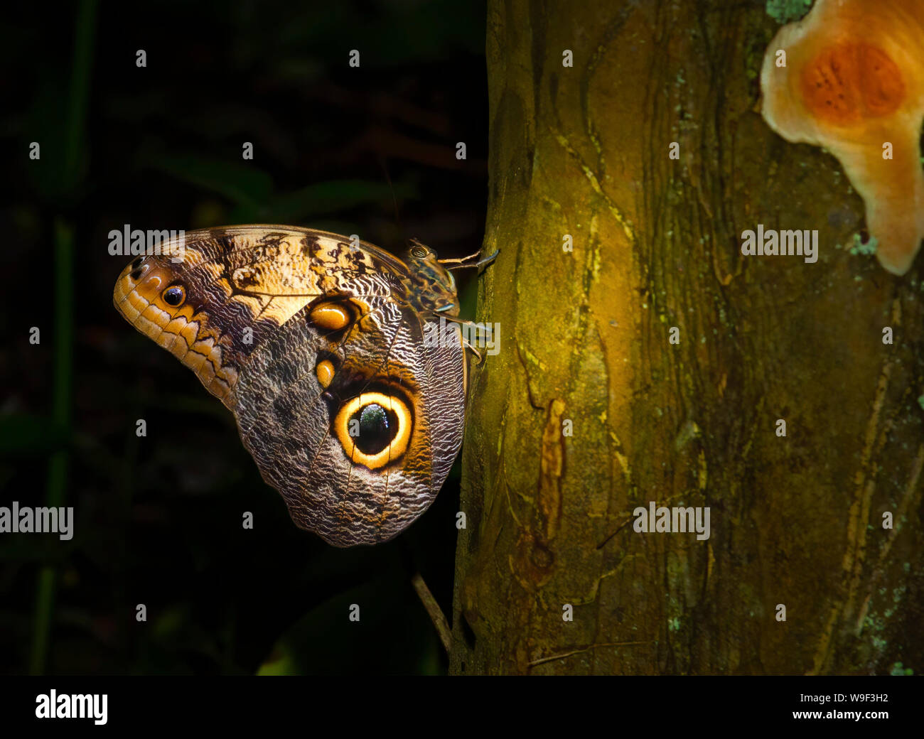 Eine blaue Morpho Butterfly ruht auf einem Baumstamm in der Butterfly World in Coconut Creek, FL. Stockfoto