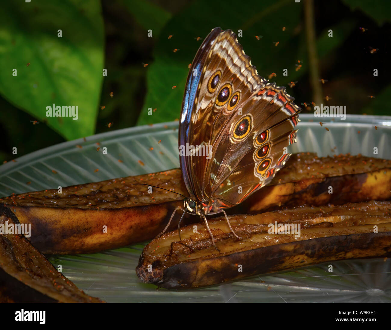 Eine blaue Morpho Butterfly sips auf einigen Mehlbananen bei Butterfly World in Coconut Creek, FL. Stockfoto