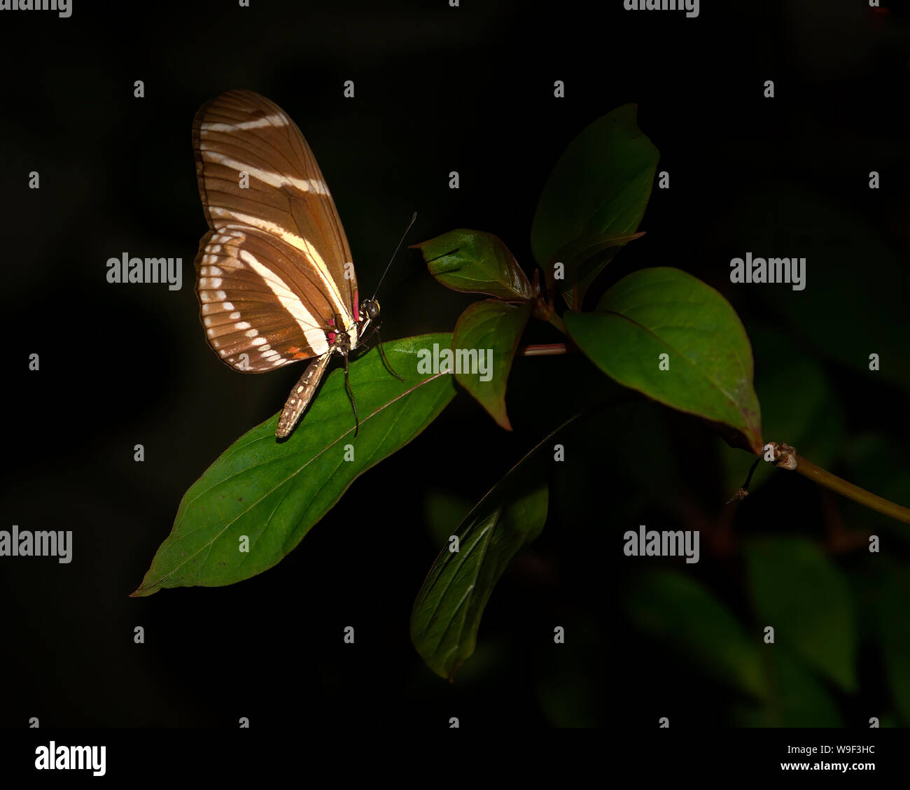 Ein Zebra Longwing Schmetterling in den Florida Everglades. Das Zebra Longwing ist die offizielle staatliche Schmetterling von Florida. Stockfoto