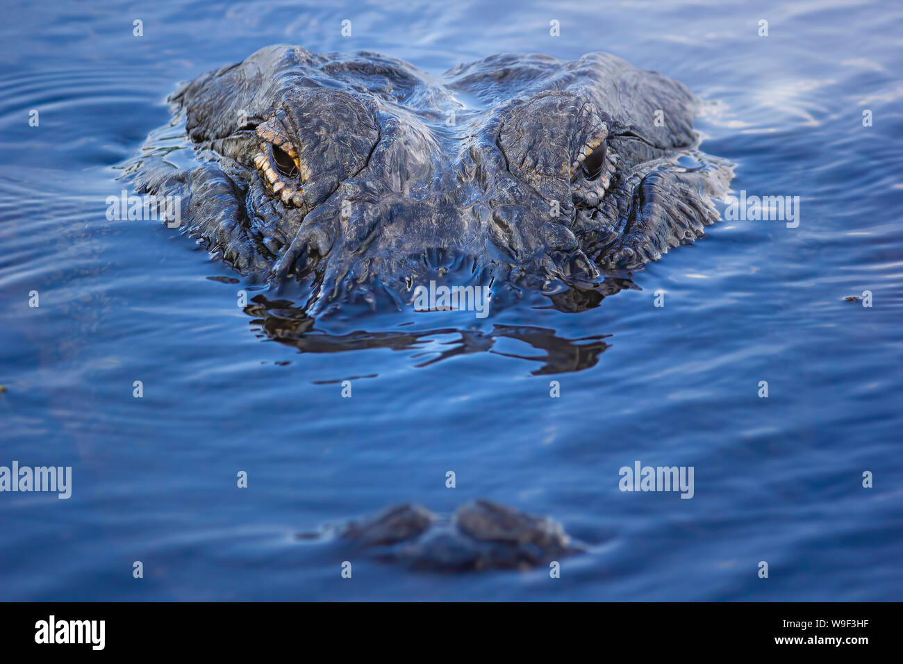 Ein 12 Fuß American alligator schwimmt in Richtung der Kamera in die Everglades. Stockfoto