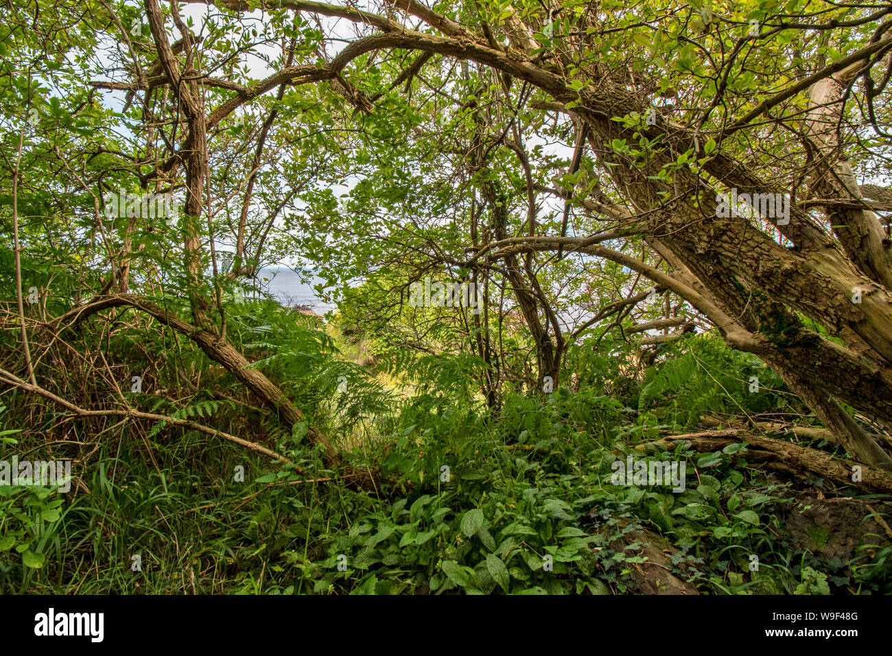 ROSEMARKIE BLACK ISLE ROSS UND CROMARTY SCHOTTLAND AUS DREI ZINNEN HÖHLE IM SOMMER Stockfoto