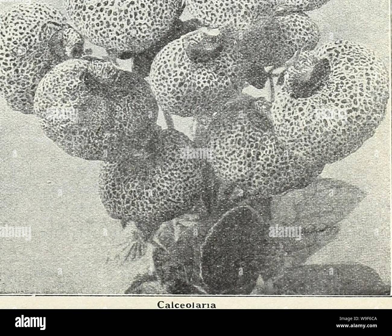 Archiv Bild von Seite 18 der Currie Bros 50 - achte Jahr. Currie Bros: 50 - achte Jahr 1933 curriebrosfiftye 19 curr Jahr: 1933 (Cardinal Climber CANARY BIRD VINE eine schnelle, wachsende, jährliche Kletterpflanze, die Gelb gesäumten Blüten in großer Fülle durch die Saison. 10 Fuß. Oz, 40 c; pkt., 10 C. Von NELKE CHABAUD RIESE verbessert eine neue Akquisition, die in der Linie der Nelken; wenn sie in voller Blüte stehen sechs Monate aus Samen und während die Summe zu blühen - mer. Die Pflanzen sind aus robusten aufrechter Wuchs; sie bilden zehn bis zwanzig Stiele, mit riesigen Blüten der feinen Form; sie kommen Abou Stockfoto
