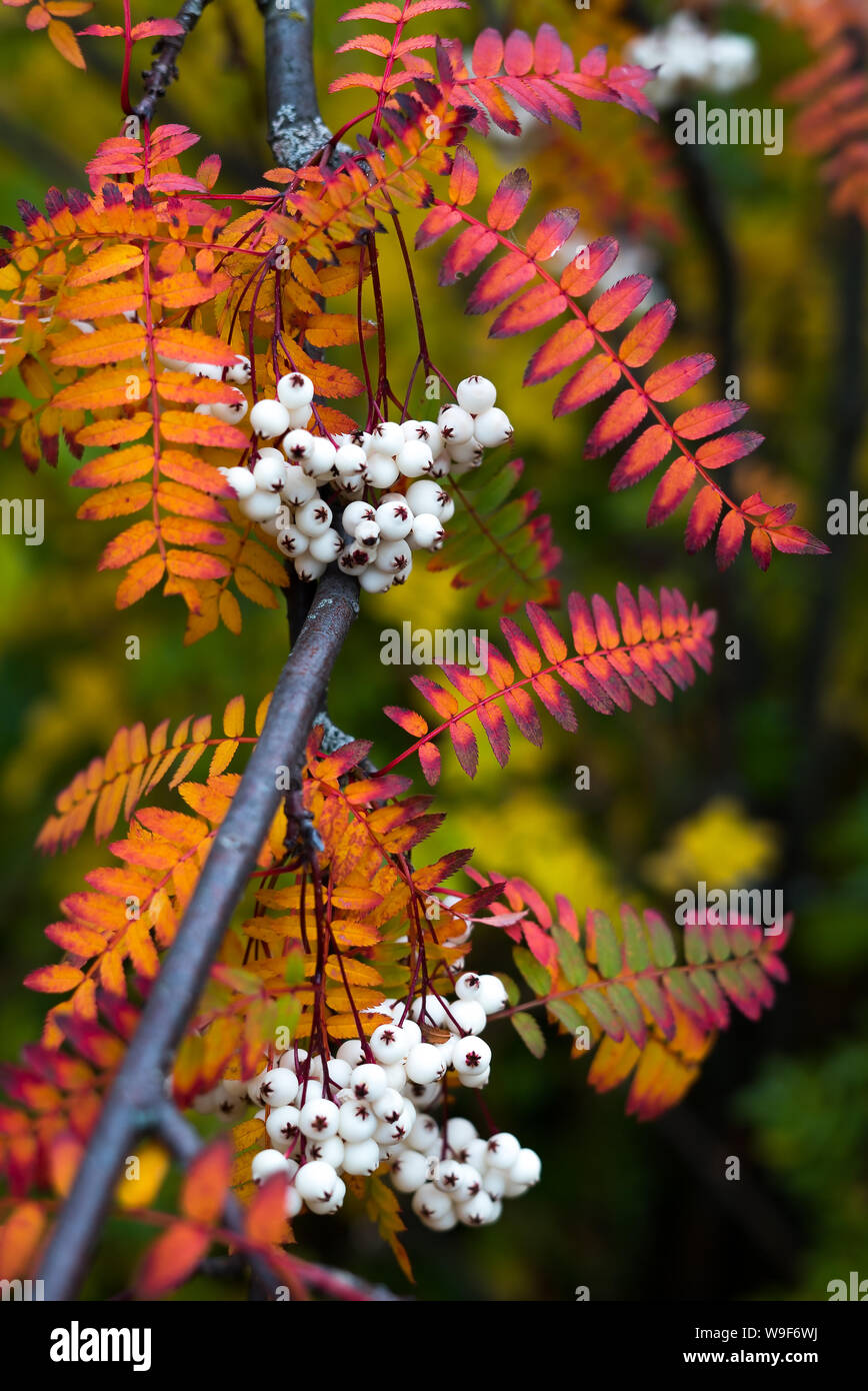 In der Nähe der lebhaften Orange Herbst Blätter von koehne Mountain Ash, White Großfrüchtige chinesischen Rowan, Sorbus koehneana, mit vielen weißen Beeren. Stockfoto