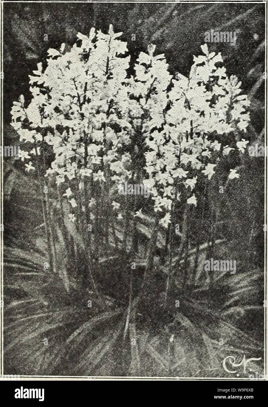 Archiv Bild von Seite 19 der Currie ist Herbst 1929 54 Jahr. Currie ist Herbst 1929 54 jahr Zwiebeln und Pflanzen 19219 curriesautumn curr Jahr: 1929 (Hyazinthen HYAZINTHEN (Hyacinthus muscari) bildet kleine Stacheln von Blumen, ähnlich einer Weintraube. Vollkommen winterhart. Botryoldes Blau-Doz., 50 c; 100, 3.00. Botryoides Weiß-Doz., 80 c; 100, 6,00. Himmlisches Blau - Die beste und größte der Traubenhyazinthen. Gut für die topfkultur als auch "Türen. Doz., 60 c; 100, 4.00. Alpenveilchen (Stern von Bethlehem) Umbellatum - hübsche weiße sternförmige Blüten, Innen gestreift Grün, getragen in Dolden über Stockfoto