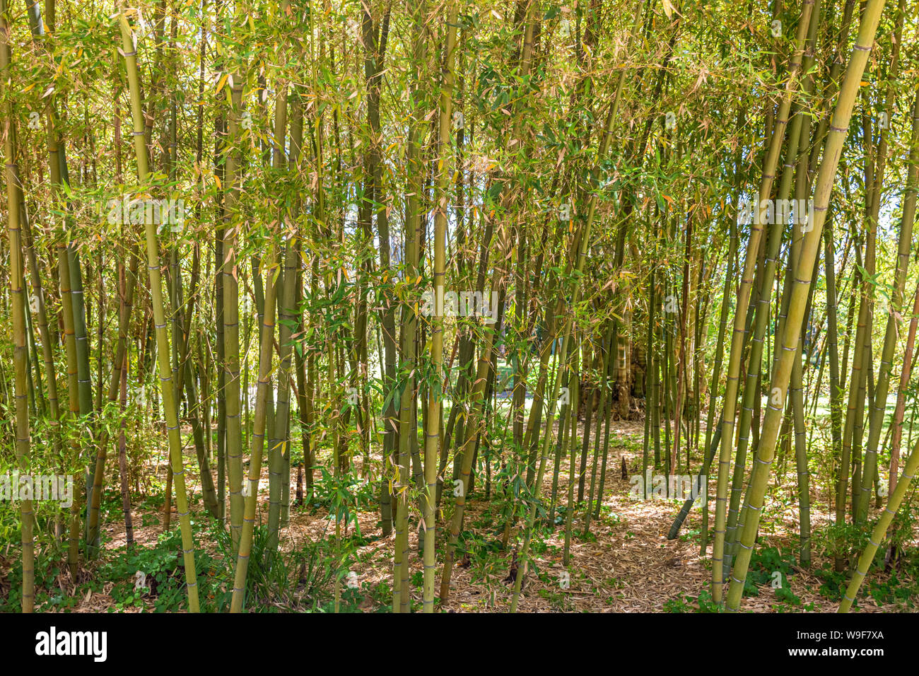 Italien, Neapel, Botanischer Garten, Bambus Bush Stockfotografie - Alamy