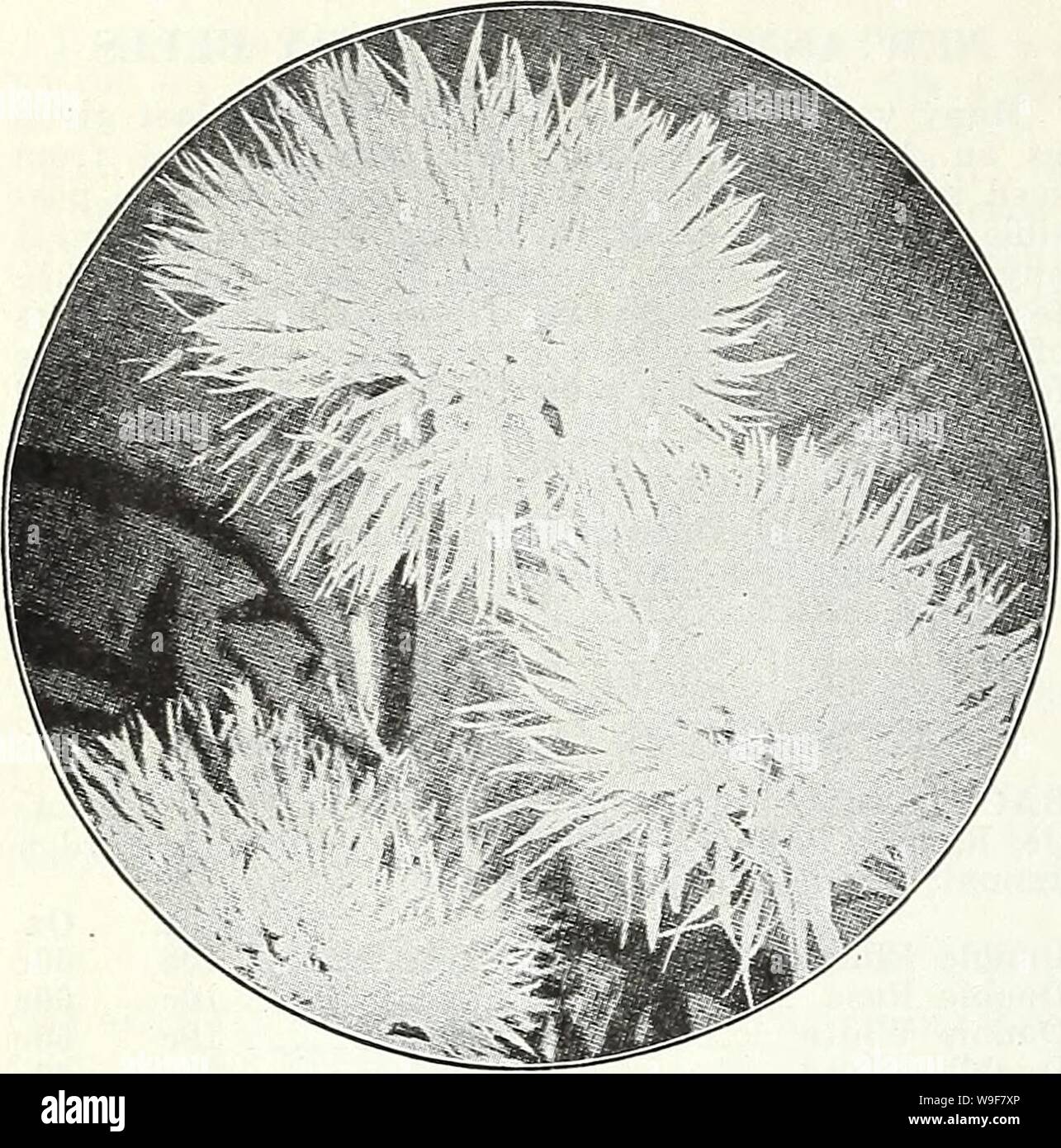 Archiv Bild von Seite 21 der Currie's Garten jährliche 62nd. Currie's Garten jährliche: 62. Jahr Frühjahr 1937 curriesgardenann 19 curr 3 Jahr: 1937 (Seite 18 CURRIE BRÜDER CO., Milwaukee, Wis Riese Swet Saltans Handbuch des Im Garten arbeitens durch L. H. BAILEY Sie können auf dieses Buch Ihnen komplette und praktische Informationen über das Pflanzen und Garten- und Landschaftsbau home Gründe für die Versorgung ab. Erklärt, wie man die die meisten natürlichen Merkmale; wie zu entleeren, zu pflegen und den Boden düngen; wie Säen, propagieren, Transplantation, Beschneiden, und die verschiedenen Klassen von Obst, Gemüse und Blumen Graft. Gibt Listen o Stockfoto