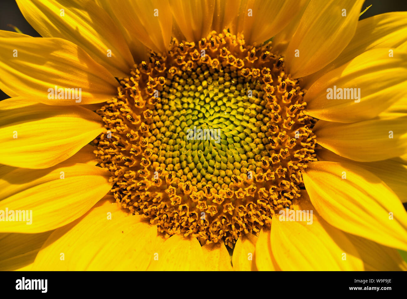 Makro von Sonnenblume frame Füllung als Bild Hintergrund Stockfoto