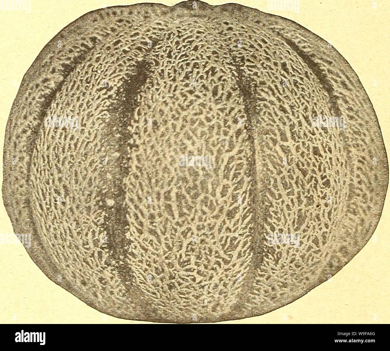 Archiv Bild von Seite 25 der Currie's Farm und Garten jährliche. Currie's Farm und Garten jährliche: Frühjahr 1924 49 Jahr curriesfarmgarde 19 curr 7 Jahr: 1924 (Gold ausgekleidet Rocky Ford. Weinstock Pfirsich. Yegetable Orange, oder Mango Melone. Diese Frucht ist ein helles orange Farbe. oval geformt und über die Größe eines normalen Pfirsich, die Es resem Sanierungsarbei- sehr viel. Es ist nicht roh, es sei denn wenn Tote reif, aber ist beispiellos für Pasteten, Konserven oder süß saure Gurken gegessen. Pkt. 10 c, oz. 20 c; 14 lb. 50C. Garten Zitrone - Früchte glatt gehäutet und nahezu runde. Kleiner als Reben, Pfirsich und dünner ausgearbeitet. Immobilienbank durch s Stockfoto