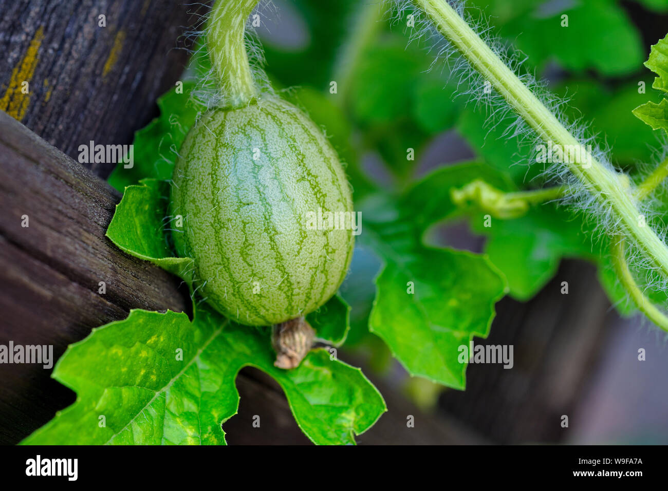 Kleine grüne wachsenden Wassermelone auf einem braunen Gartenzaun Stockfoto