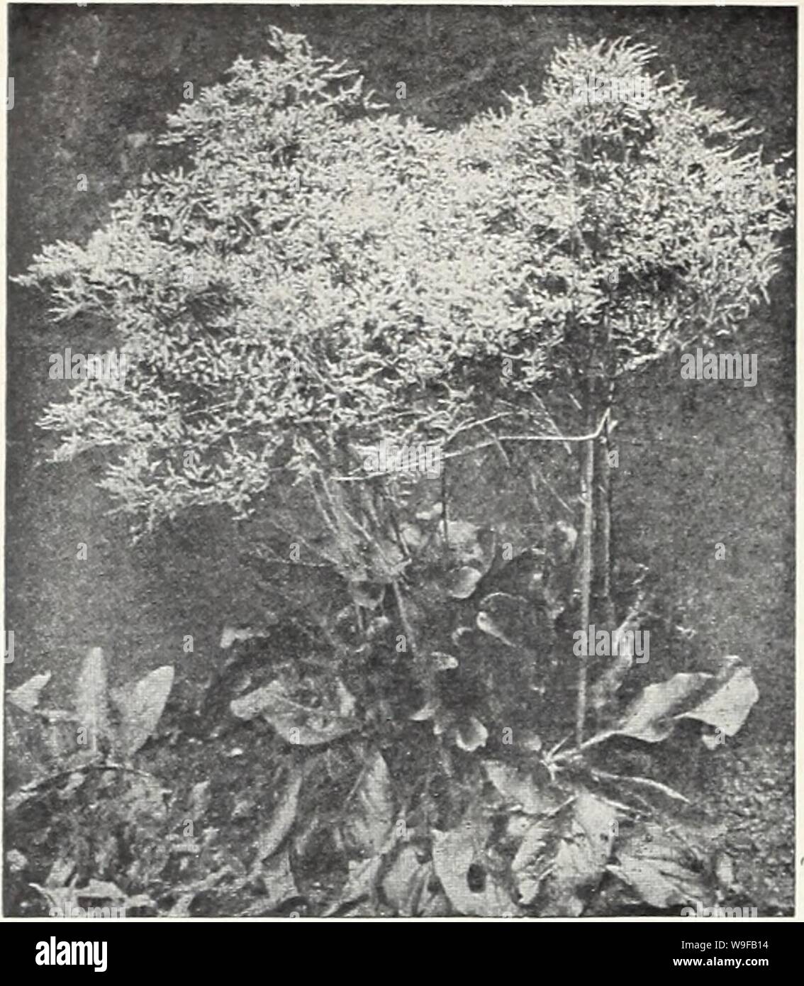 Archiv Bild von Seite 27 der 65. Jahr Currie's Garten jährliche Stockfoto