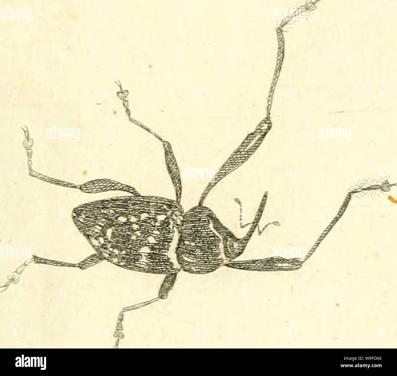 Archiv Bild von Seite 32 der [Curculionidae] (1800) Stockfoto