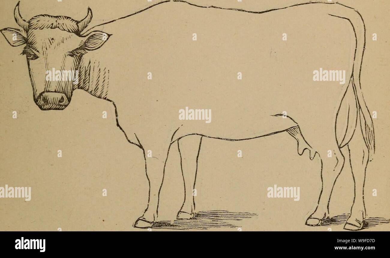 Archiv Bild von Seite der Cunningham Gerät 32 für stockmen und. Cunninghams Gerät für stockmen und Landwirte cunninghamsdevi 00 cunn Jahr: 1882 (Beschreibung Alter.. Mängel Marken Stockfoto
