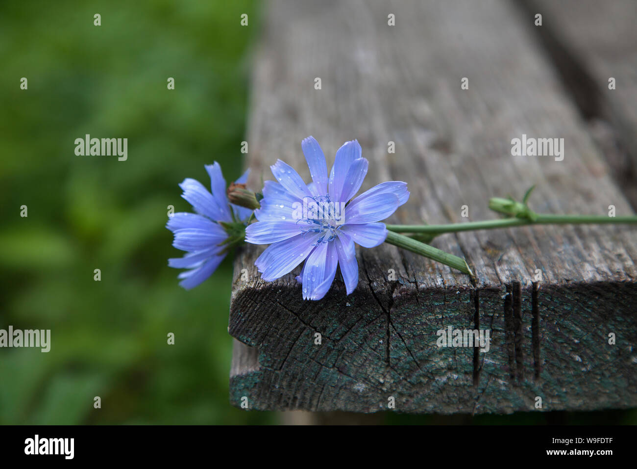 Zwei Blumen der Zichorie auf einem alten Holz- Hintergrund in der Perspektive. Hintergrund - Sommer Natur, Garten. Stockfoto