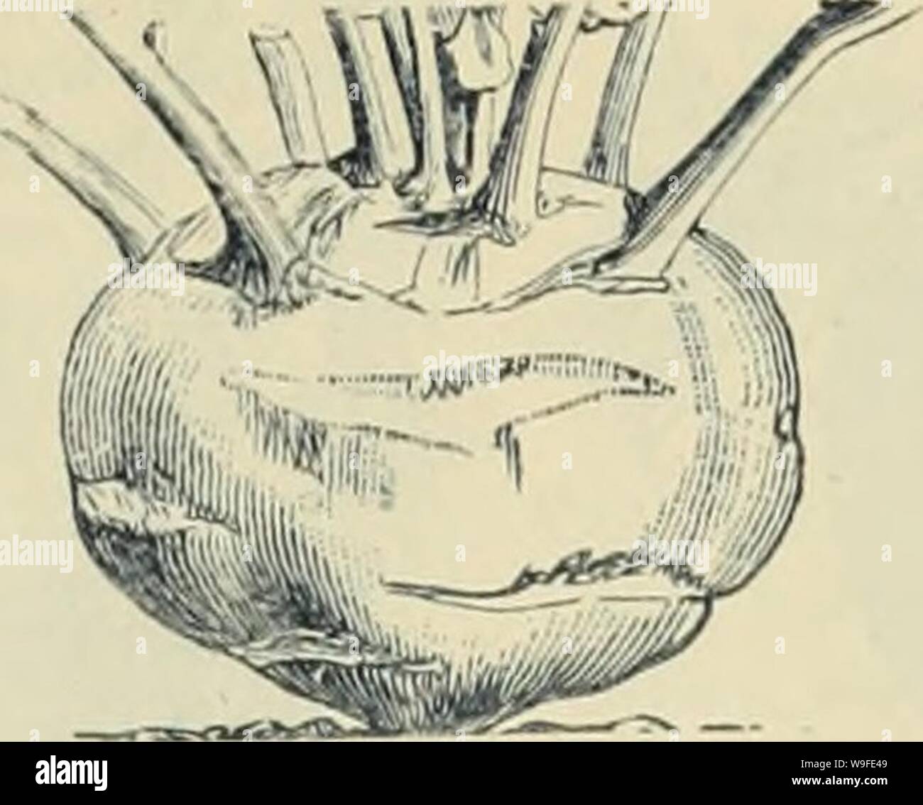 Archiv Bild von Seite 34 der Currie Bros' Gartenbau guide. Currie Bros.' Gartenbau Guide: Frühjahr 1888 curriebroshortic 1888 curr Jahr: 1888 (GRÜNKOHL, oder BORECOLE. Deutsch, Bhetter-Kohl. Französisch, Chen Vert. Aussaat im vorbereiteten Betten, Mitte April bis Anfang Mai und Anfang Juni wie Kohl. Alle Sorten sind sehr winterhart, und sind am besten, wenn durch Frost berührt. Wenn per Mail in Mengen von) lb. und oben, post-Alter muss bei der Rate der Ific pro lb hinzugefügt werden. Zwerg gewellt Kale, deutschen Grünen oder "Sprossen" - weitgehend als vinter Grünen gewachsen. Aussaat im September, in r Stockfoto