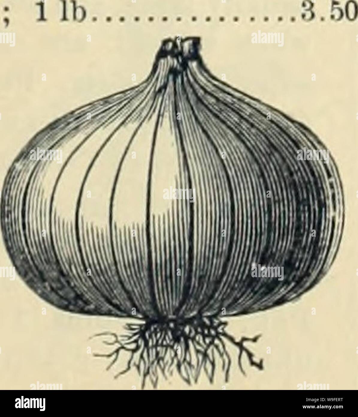 Archiv Bild von Seite 36 der Currie Bros' Gartenbau guide. Currie Bros.' Gartenbau Guide: Frühjahr 1888 curriebroshortic 1888 curr Jahr: 1888 (gelbe Kugel Danvers (Auswählen.) (siehe Roman - Krawatten.) - Die führende Sorte; sehr produktiv, mild gewürzt; reift früh; eine herrliche Keeper. Pkt., 5 cts.; Oz, 20 cts.;) 4 lb, 60 cts; 1 lb 2,00 gelb Danvers - Gleich wie das vorhergehende, aber flacher. Pkt., setzt.; Oz, 15 cts.; lb, 50 cts.; 1 lb 1,75 Neue Königin - Eine ausgezeichnete Sorte; bemerkenswert für seine Haltbarkeit und die Geschwindigkeit des Wachstums. PKt., 5 cts.; Oz, 25 cts.; J4 lb, 75 cts.; 1 lb 2.5 Stockfoto