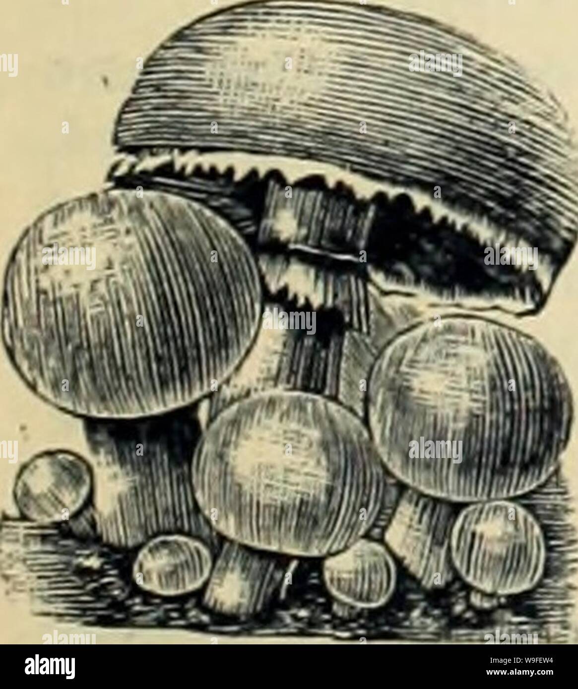 Archiv Bild von Seite 36 der Currie Bros' Gartenbau guide. Currie Bros.' Gartenbau Guide: Frühjahr 1888 curriebroshortic 1888 curr Jahr: 1888 ( Stockfoto