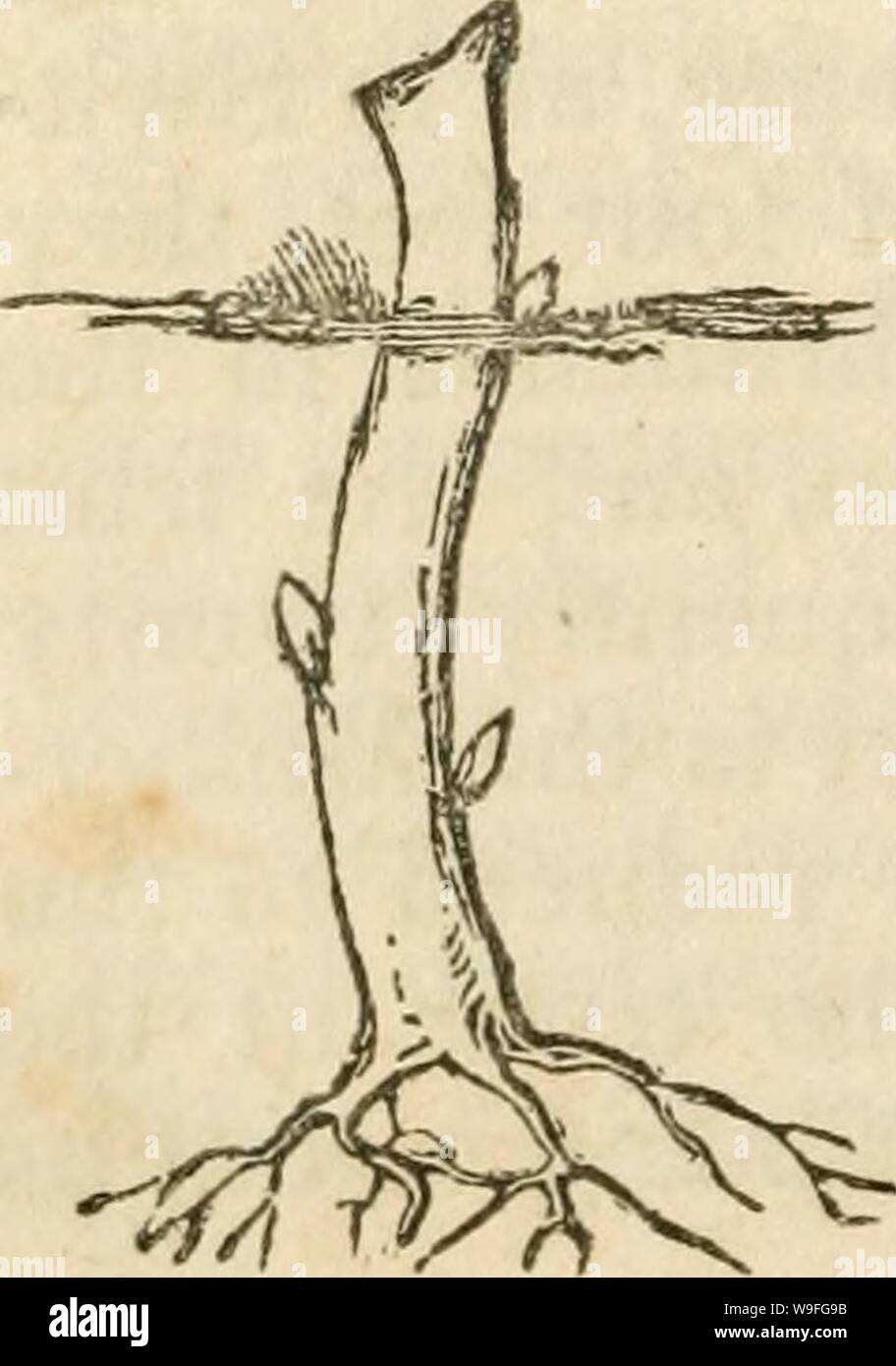 Archiv Bild von Seite 39 Der Anbau von amerikanischen Traube. Der Anbau von amerikanischen Reben und Wein cultivationofame 00 spoo Jahr: 1846 (36 Beschneidung, &c. einen Rahmen zu bilden, ähnlich wie in der Form des Lichtkegels ein Glas Wein. Gerüst. - Herr Weller, der Brinkleyville, N. C, spricht von Gerüsten seine Reben gibt freie Pas-Salbei zu wagen; und vertritt die Schweine in einem Weinberg vorteilhaft, Gras und Unkraut halten. - Seine scuppernong Reben sind 30 Meter auseinander, und alle andere Reben 10 Fuß jeder Art.-Beiträge 10 Meter auseinander, das Gerüst zu unterstützen. Takinfr aus Laub im Herbst - "Es ist eine Stockfoto